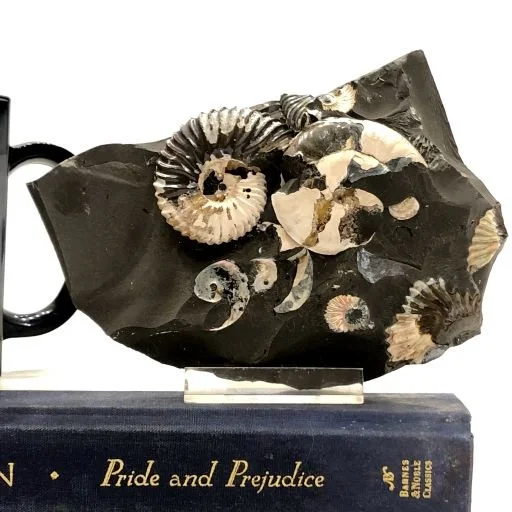 Opalized Ammonite; Russia