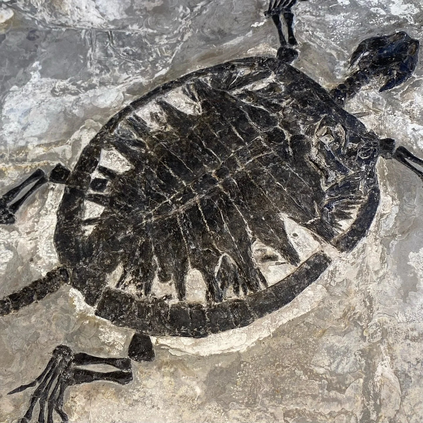 A post for the fossil collectors, a peek at some of our favorite pieces. A remarkable turtle fossil from Vietnam, a crab from Japan (prepared in Italy), our claudiosaurus from Madagascar, spiny echinoids from Morocco, and brittle stars from Morocco a
