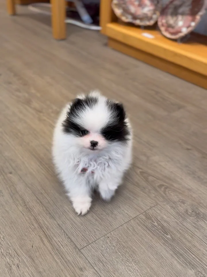 We&rsquo;d like to welcome our newest staff member, Beau! He&rsquo;s our newest shop dog in training 🥰 our pets are always precious to us, and our clients have come to know many of our fur-babies through the years. Central Oregon is known for being 