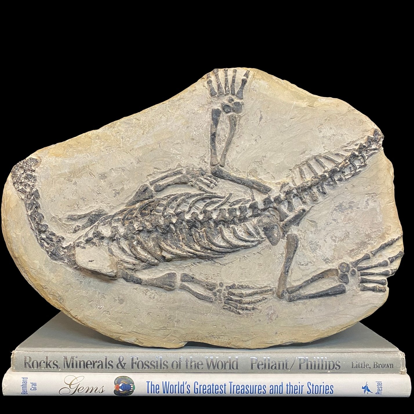 Claudiosaurus Fossil