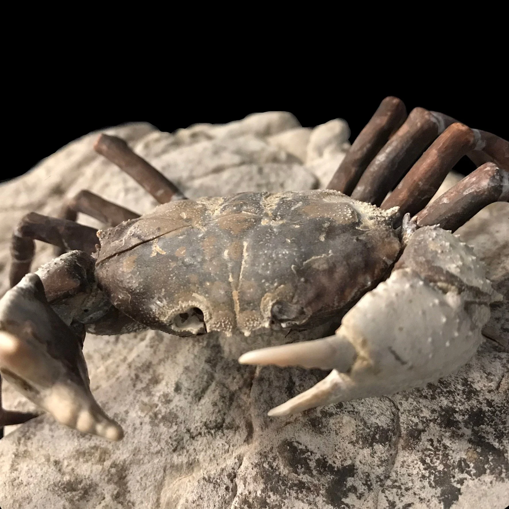 Fossil Crab