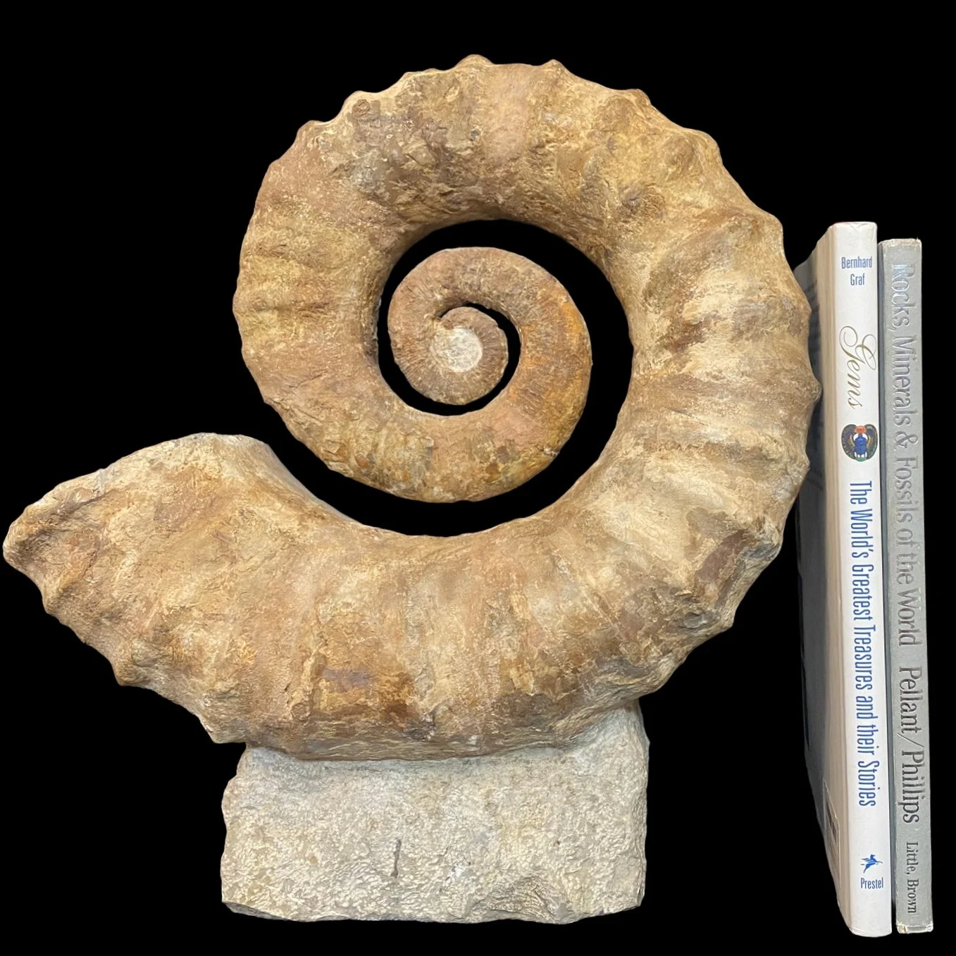 Heteromorph Ammonite