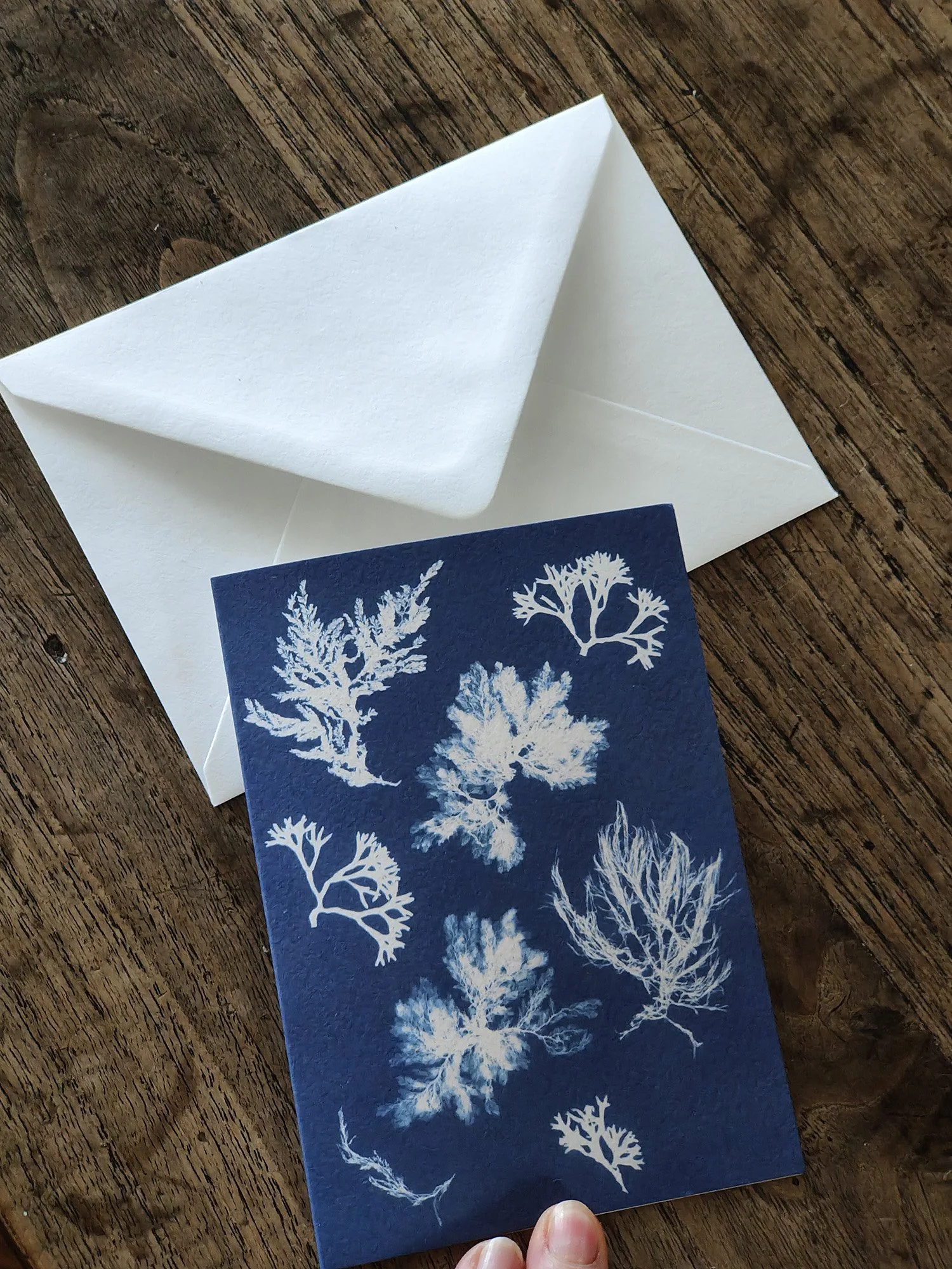 seaweed cyanotype greeting cards