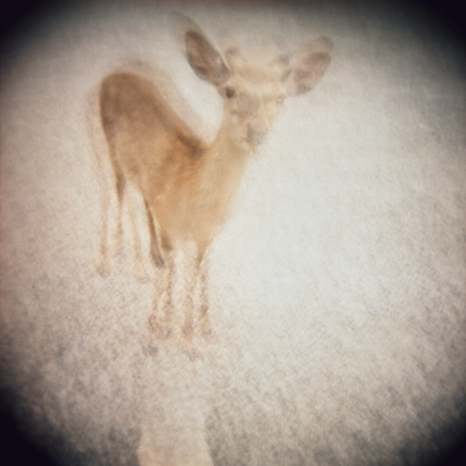 Holga 09.jpg