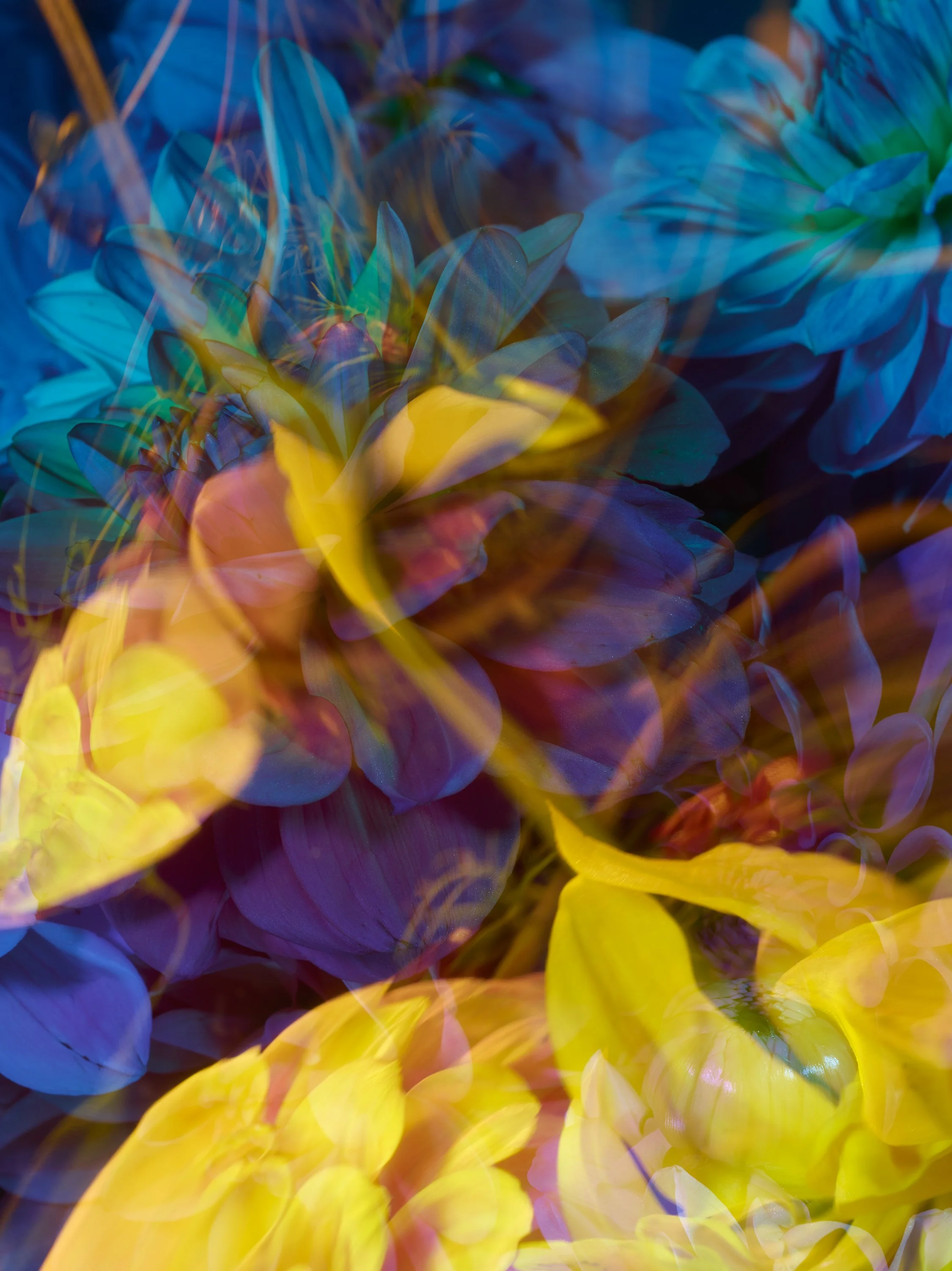 FLOWERS DICHRO314032 parallels VI.jpg