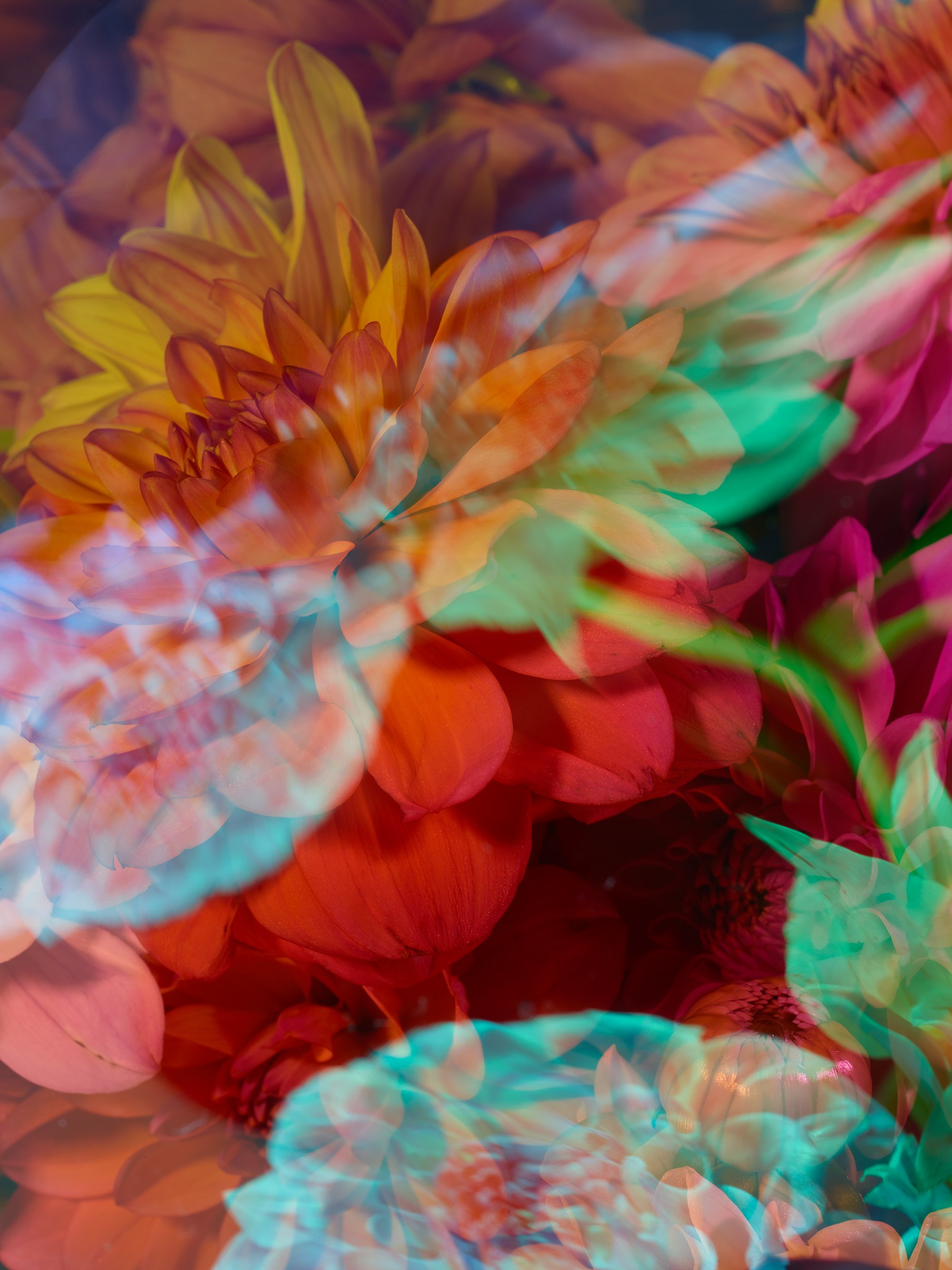 FLOWERS DICHRO314042.jpg