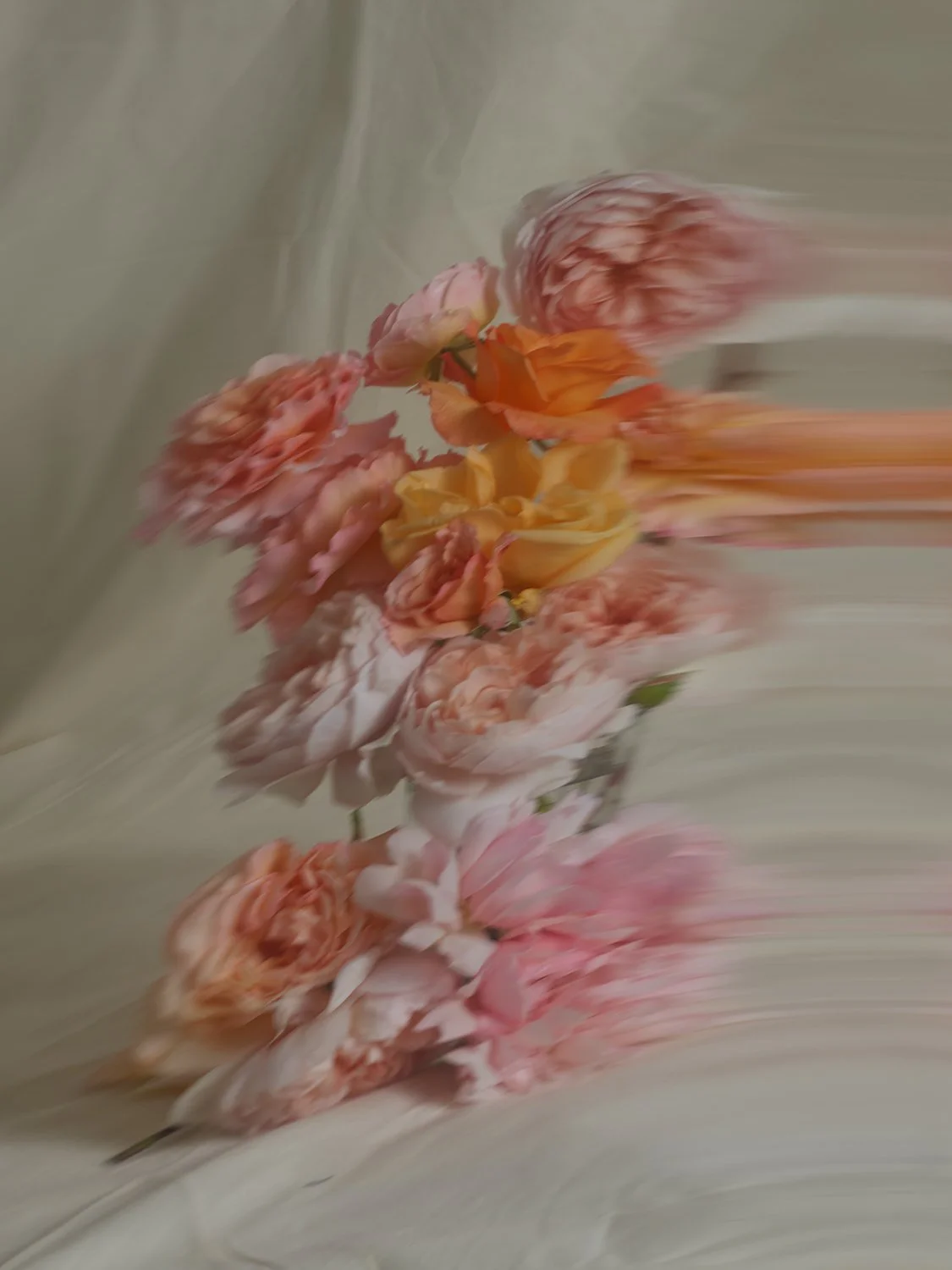 ROSES still life 06_2451791.jpg