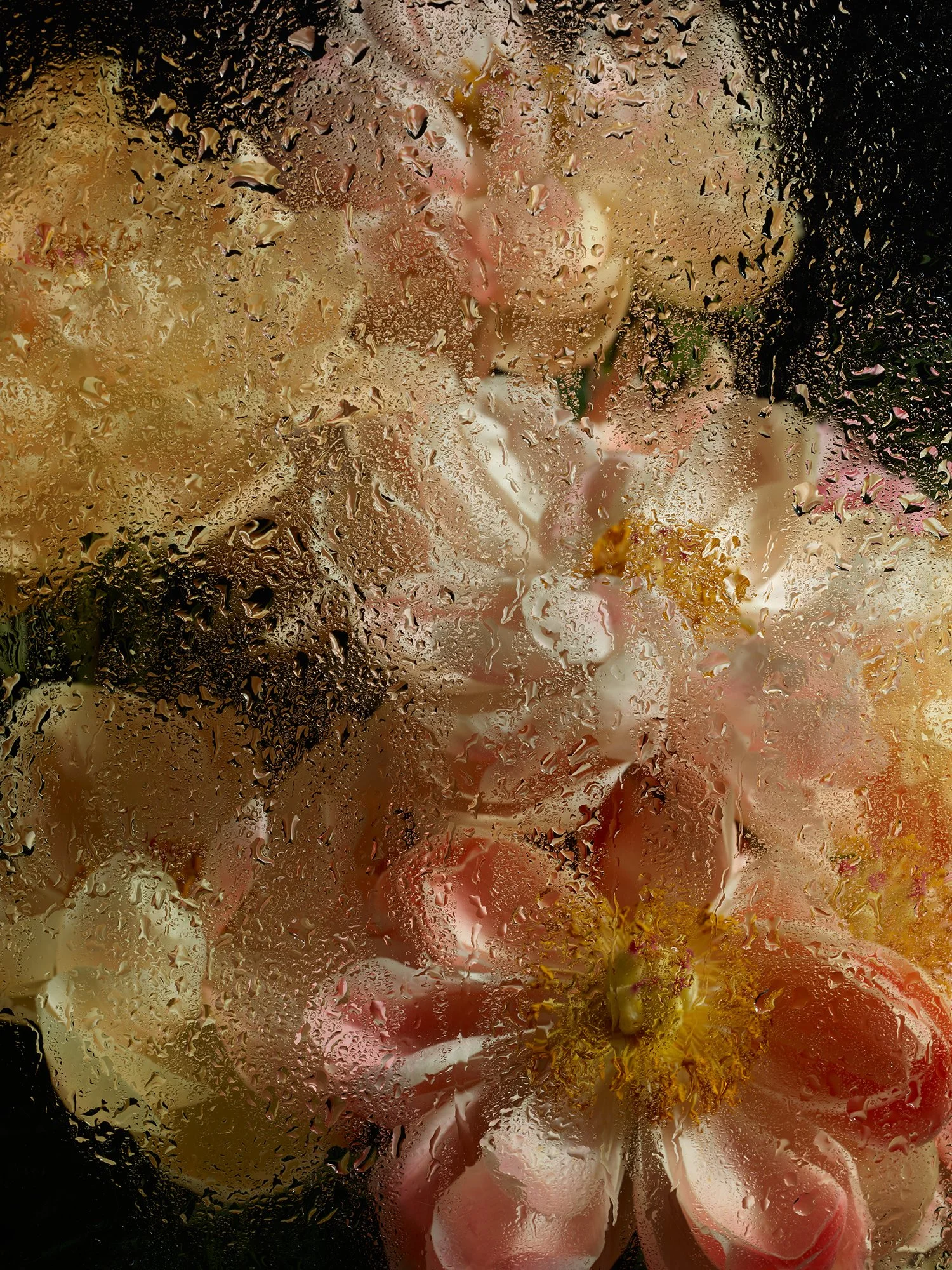 PEONIES GLASS PHASE ONE46273.jpg