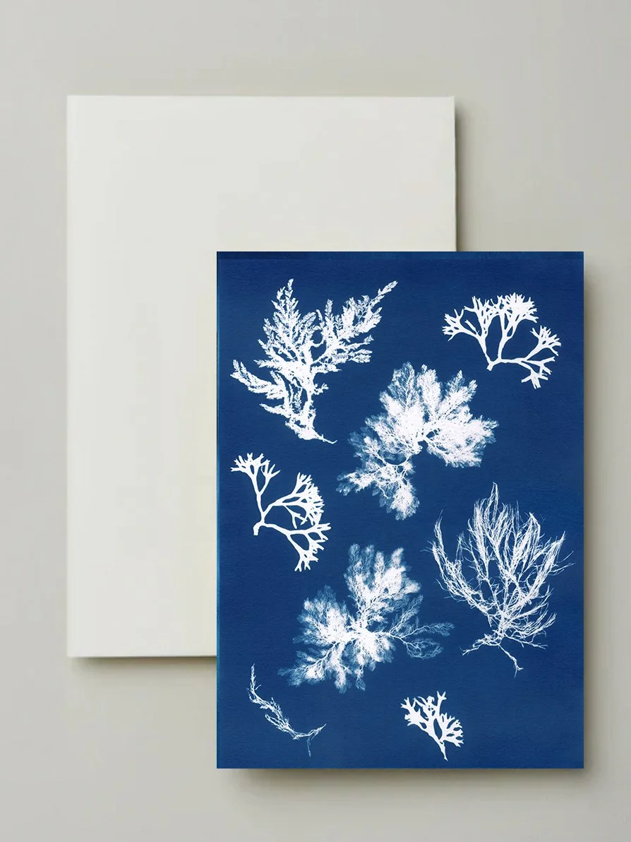 seaweed cyanotype greeting cards