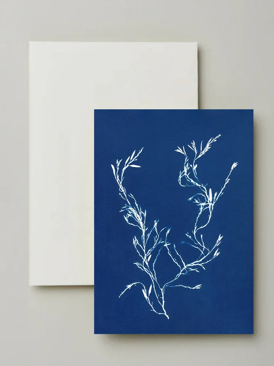 seaweed cyanotype greeting cards
