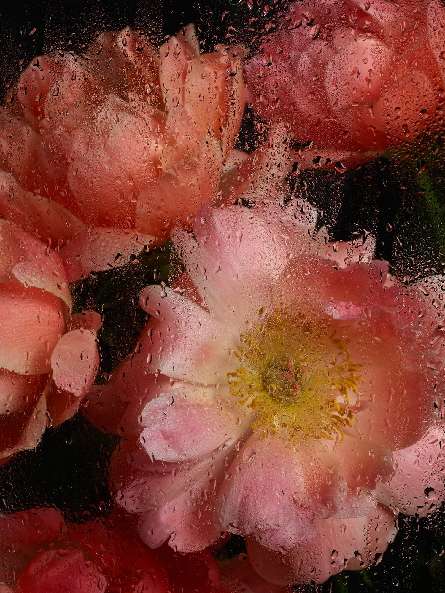 PEONIES GLASS PHASE 05 202451284.jpg