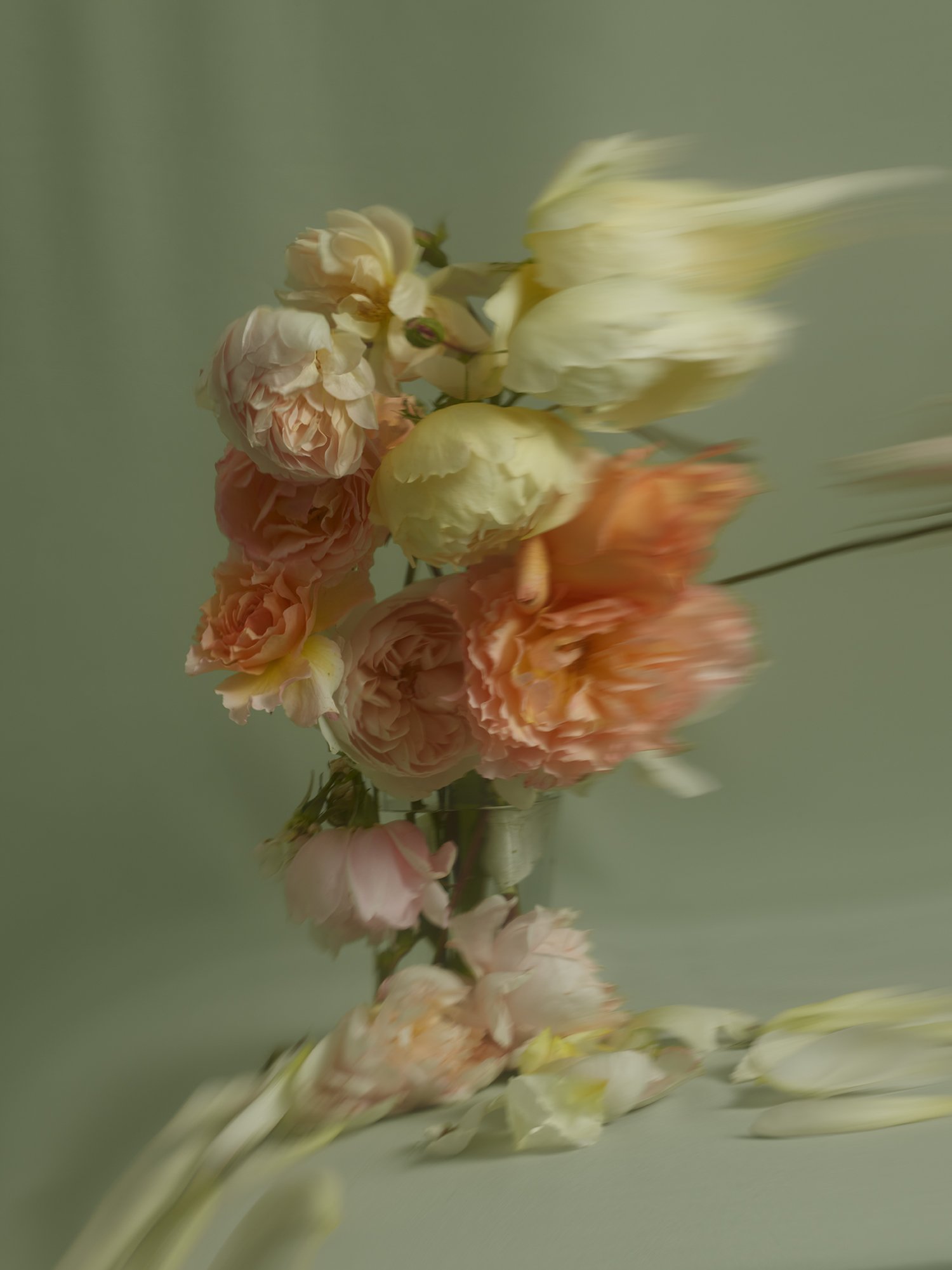 ROSES still life 06_2453299.jpg