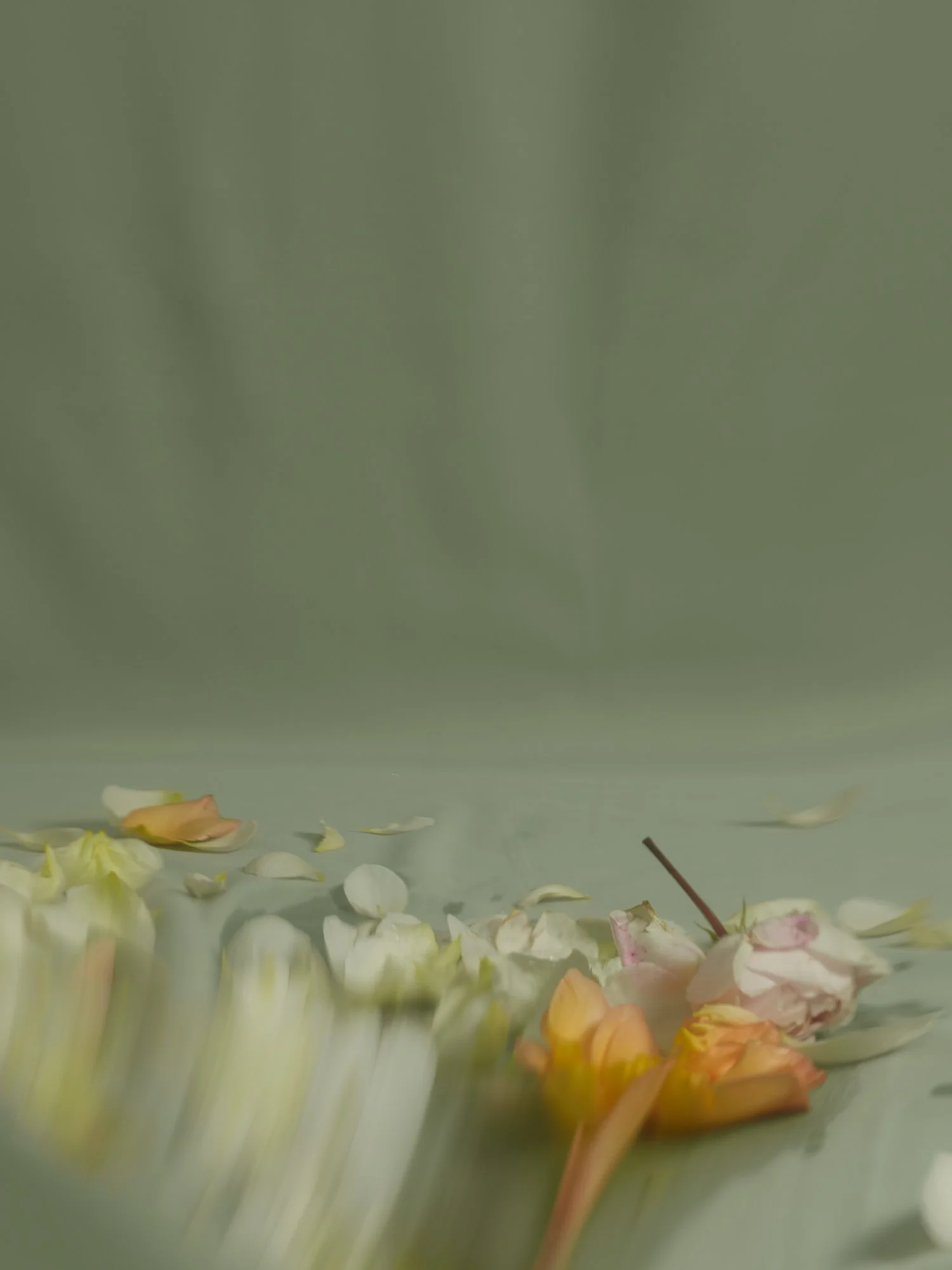 ROSES still life 06_2453365.jpg