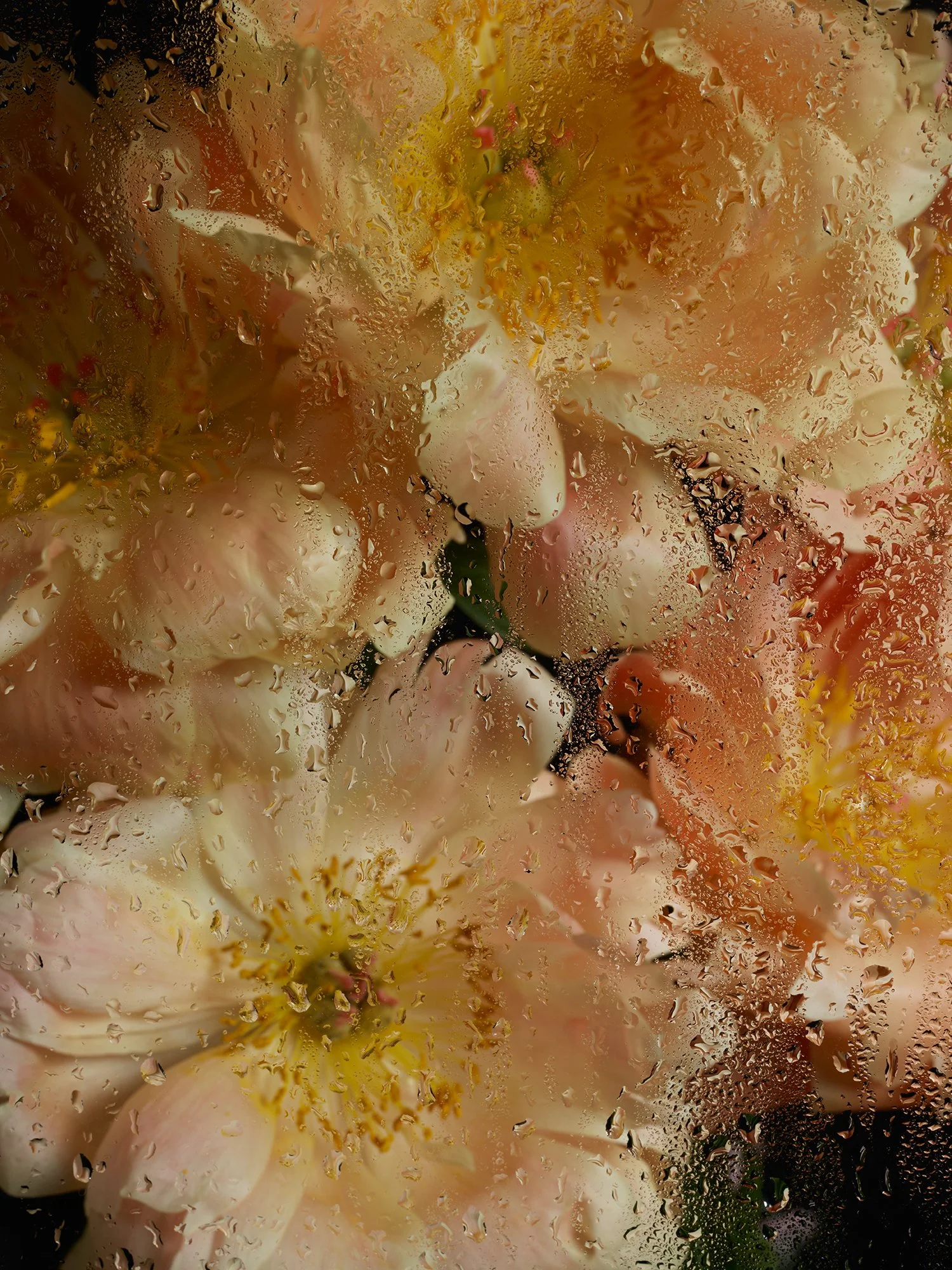 PEONIES GLASS PHASE 05 202451410.jpg