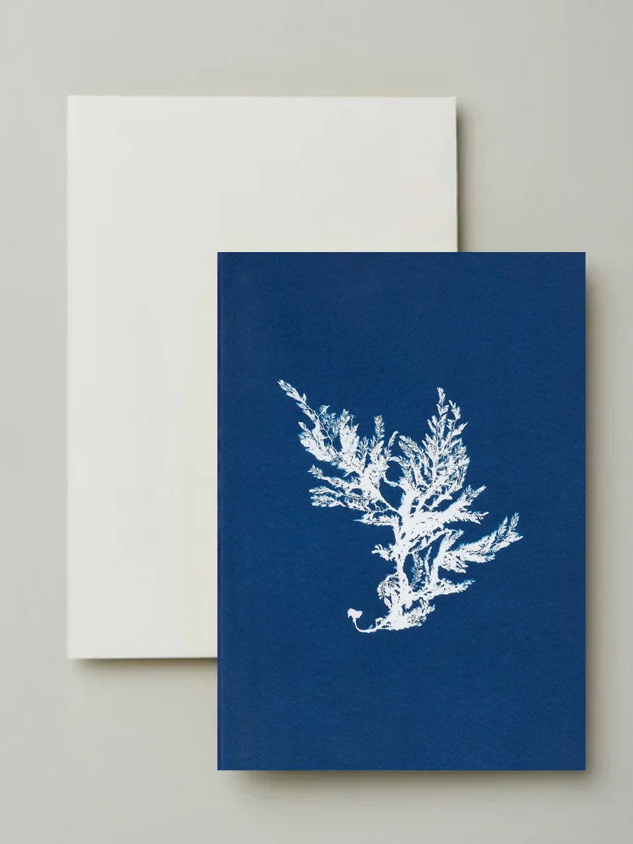 seaweed cyanotype greeting cards