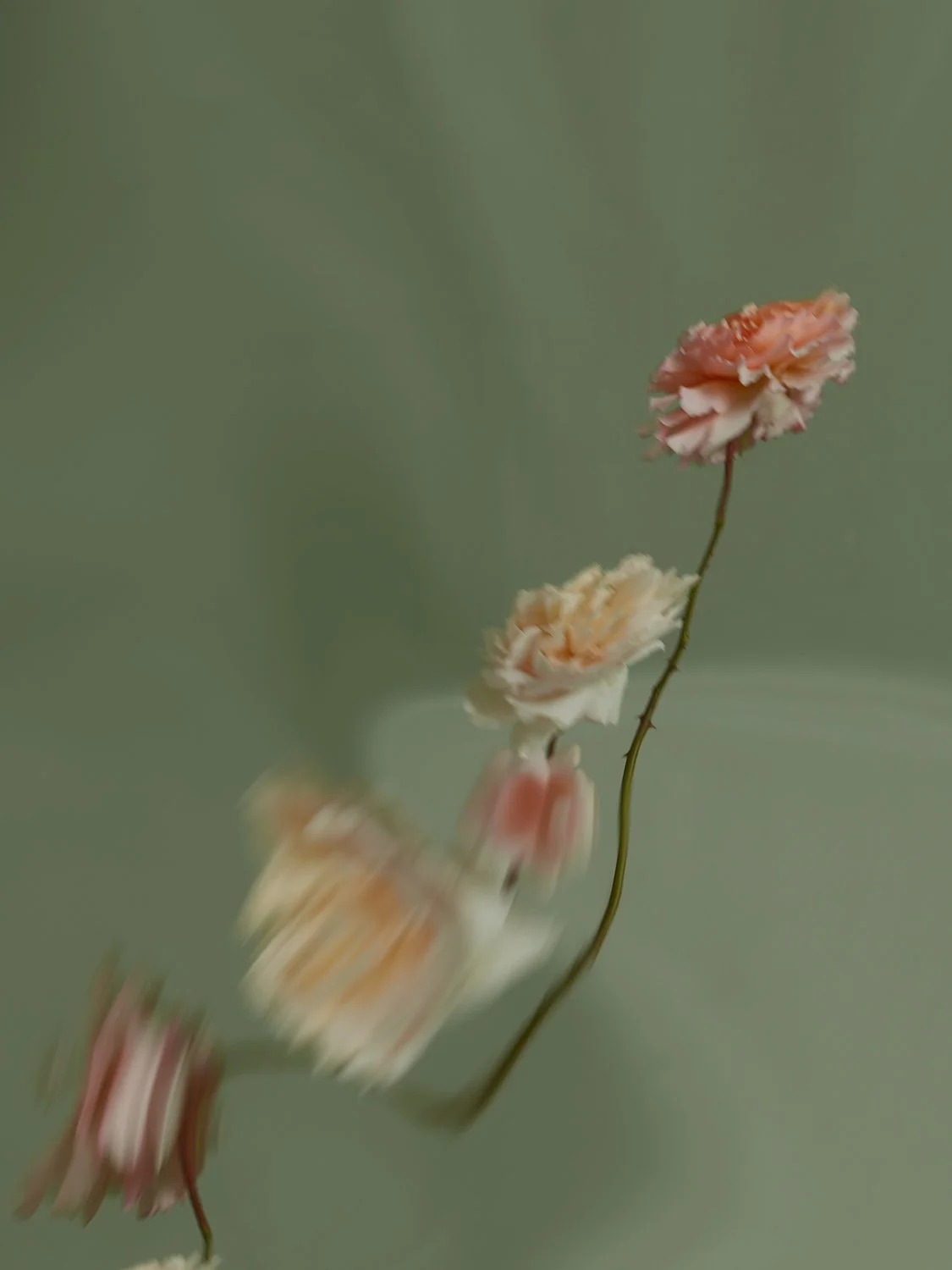 English ROSES  I still life 06_2452240.jpg