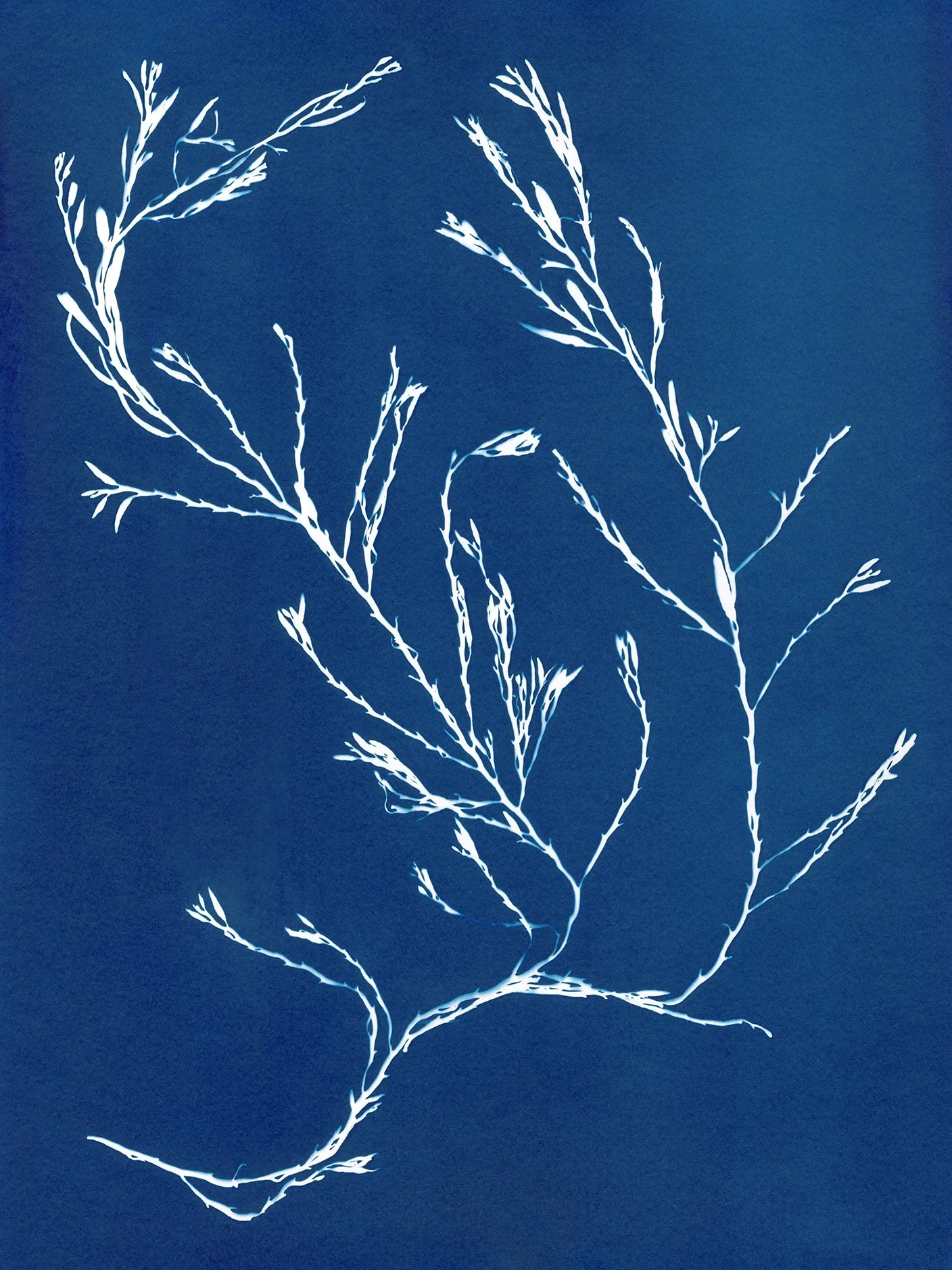 CYANOTYPES SEAWEED A3 24 3X4.jpg