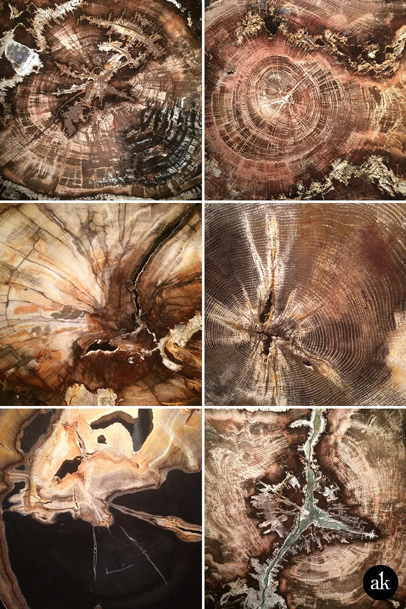 Free Hi-Res Images of Petrified Wood | Akula Kreative
