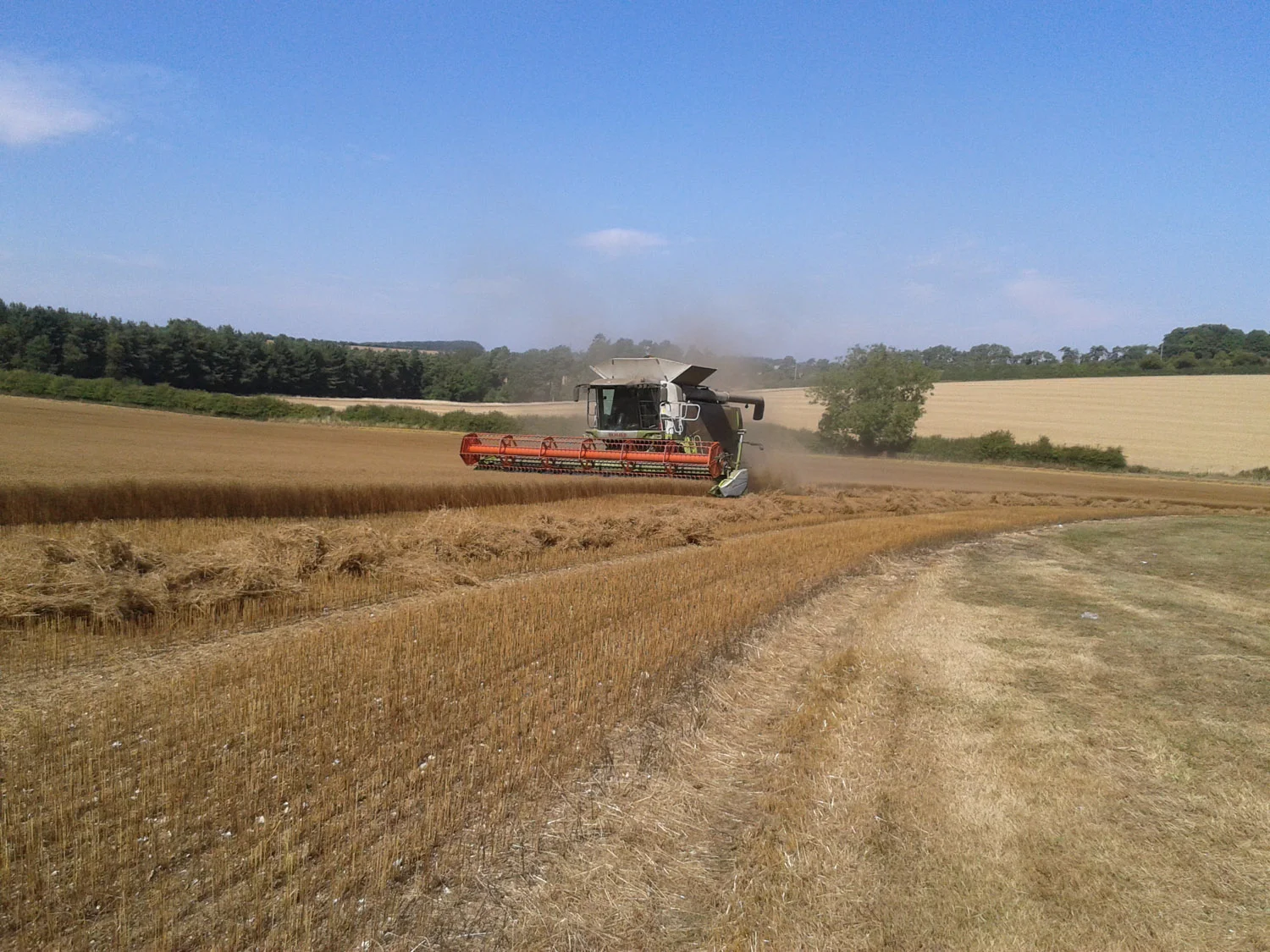 Harvesting the linseed September 2013.jpg