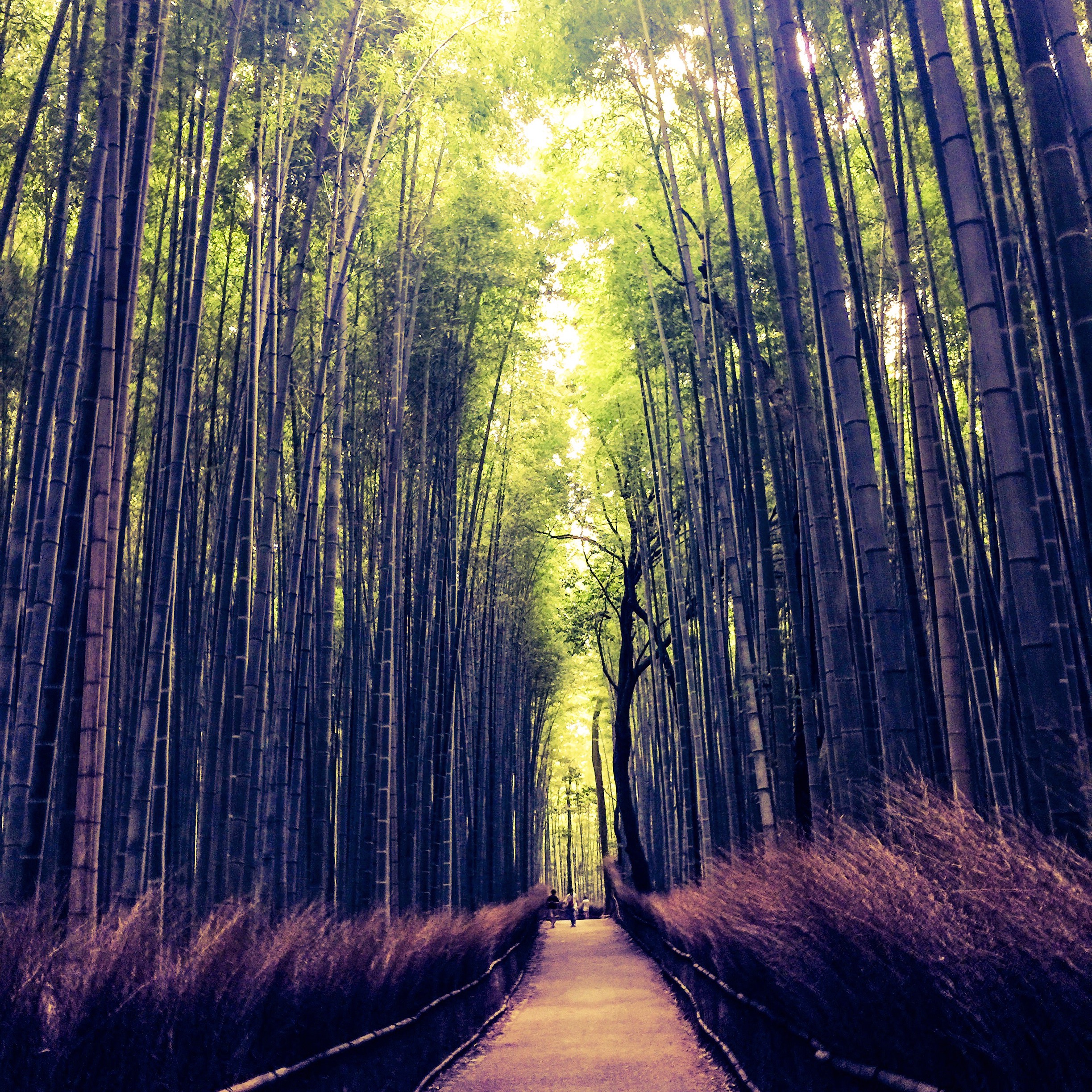 Arashiyama Bamboo Grove, Kyoto