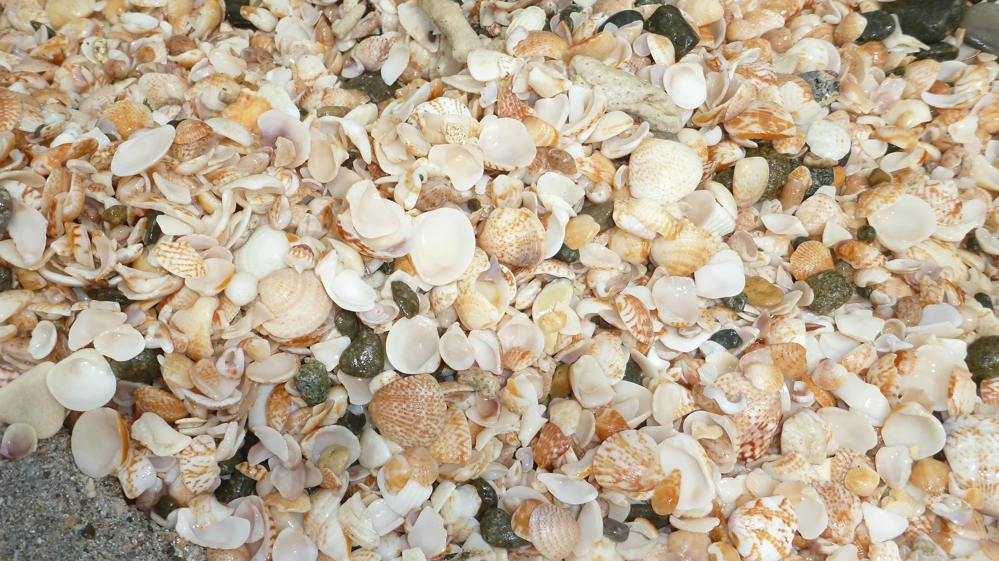 Shell Beach, Saint Barthelemy