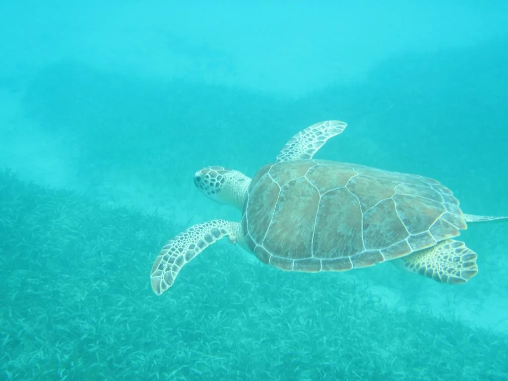 Sea Turtles shot with Go Pro