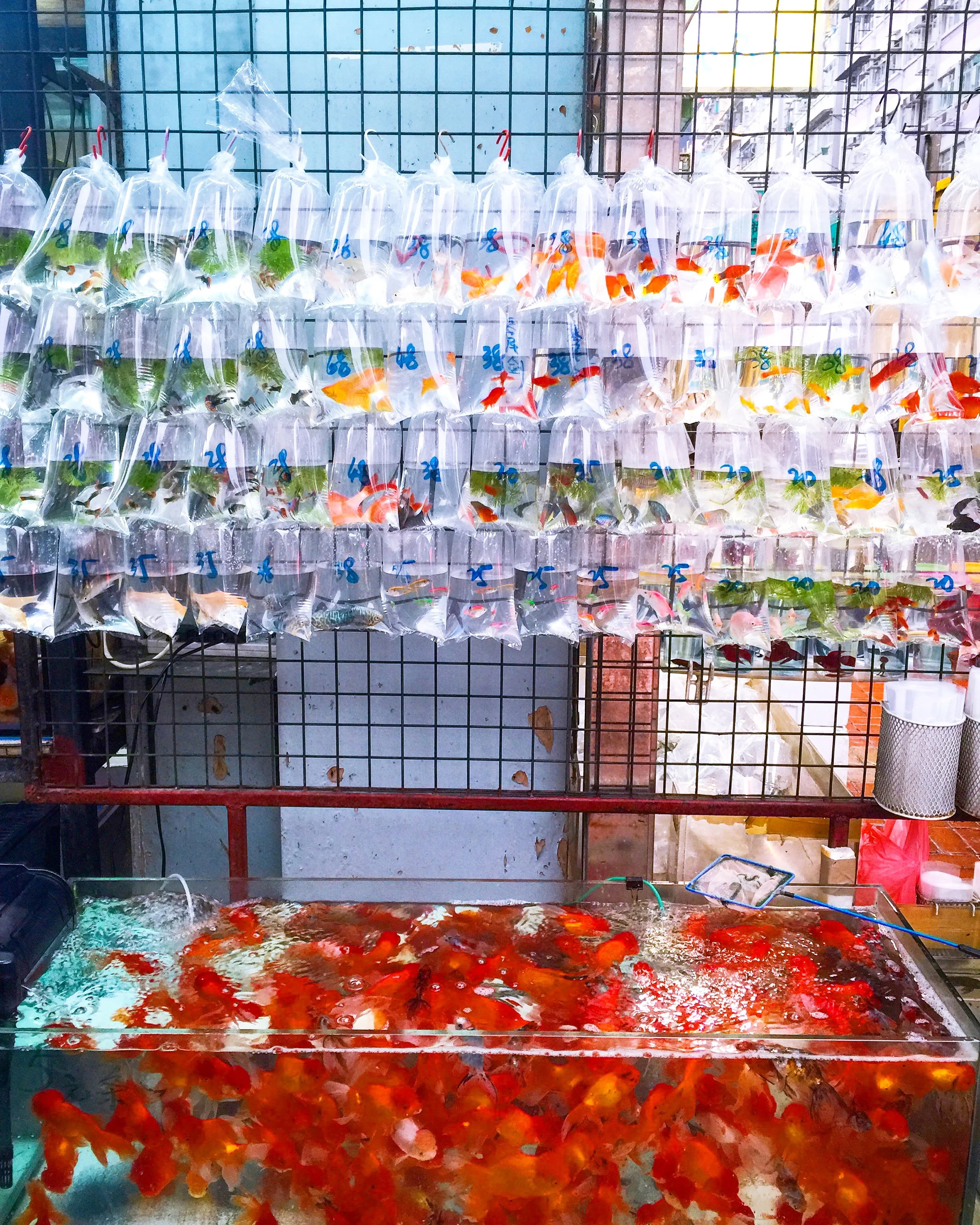 Goldfish Market 