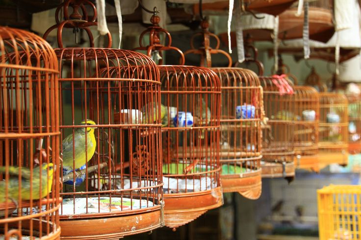 Yuen Po Bird Market, Kowloon