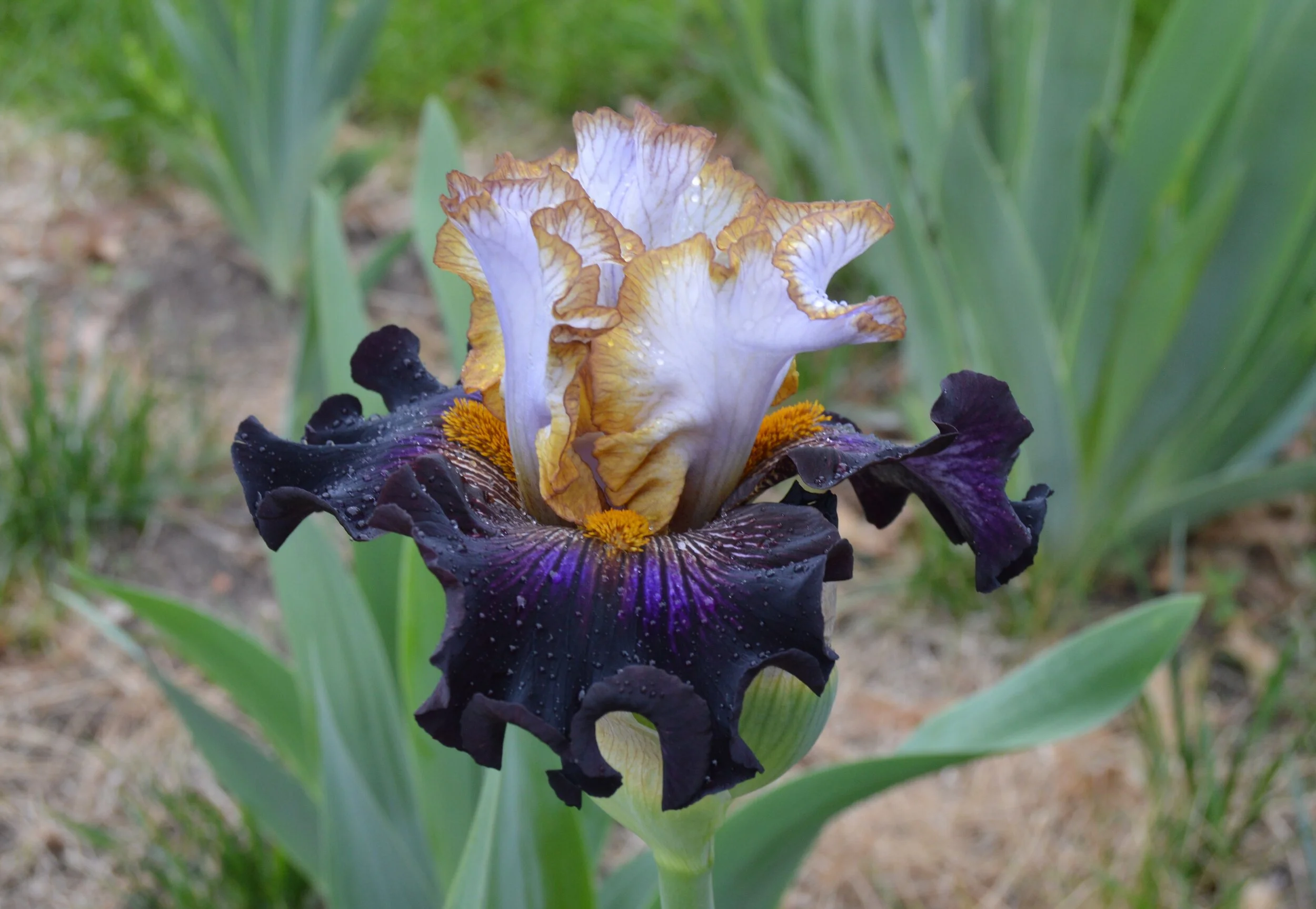 Deep Time (14T-01g).JPG