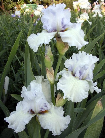 MISTY MORNING MELODY.jpg