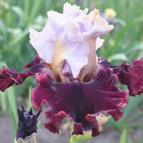 IMPRESSED  (bLYTH).jpg