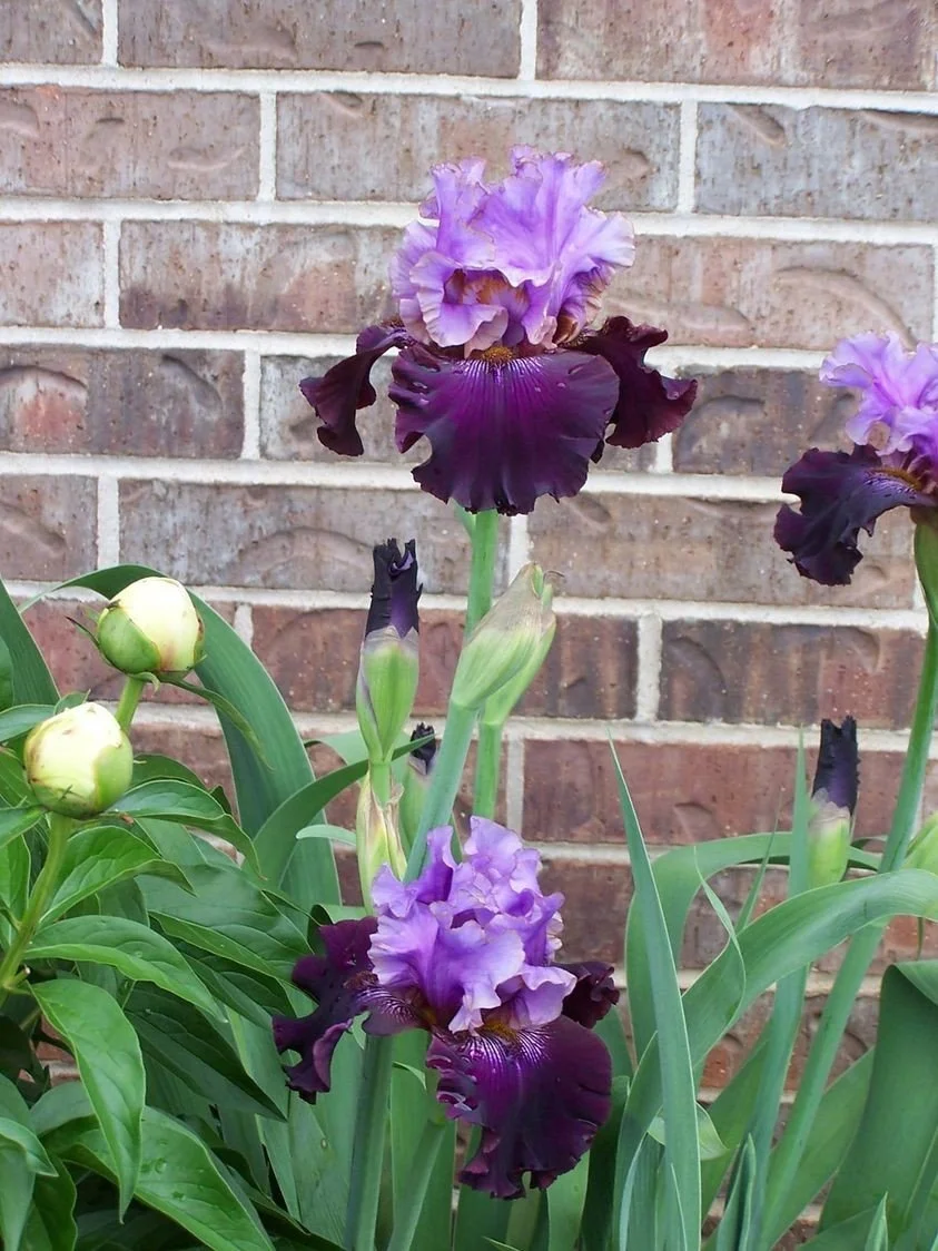 sultry attire 10.jpg