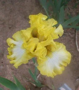 GoodDaySunshine01 (1).jpg