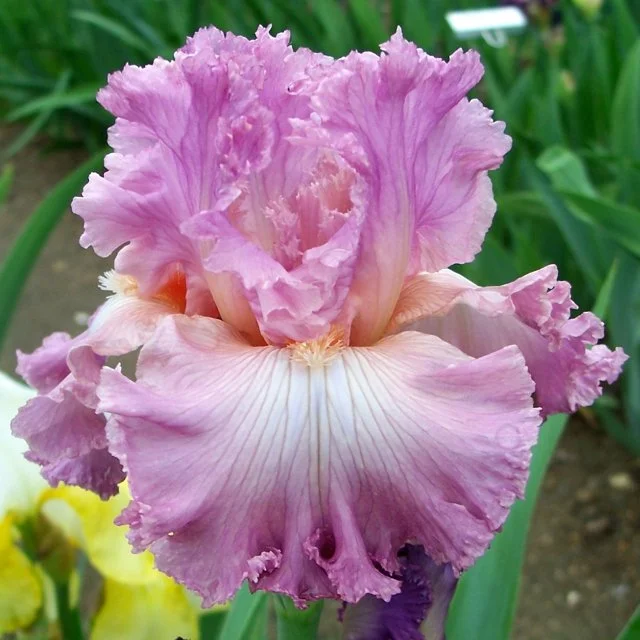 Performing Arts TB Keith Keppel 2006.jpg