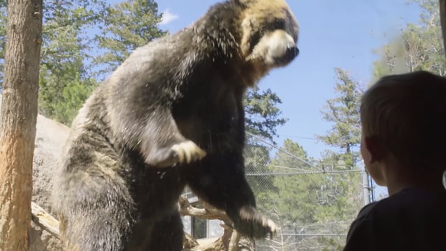 Bear_15