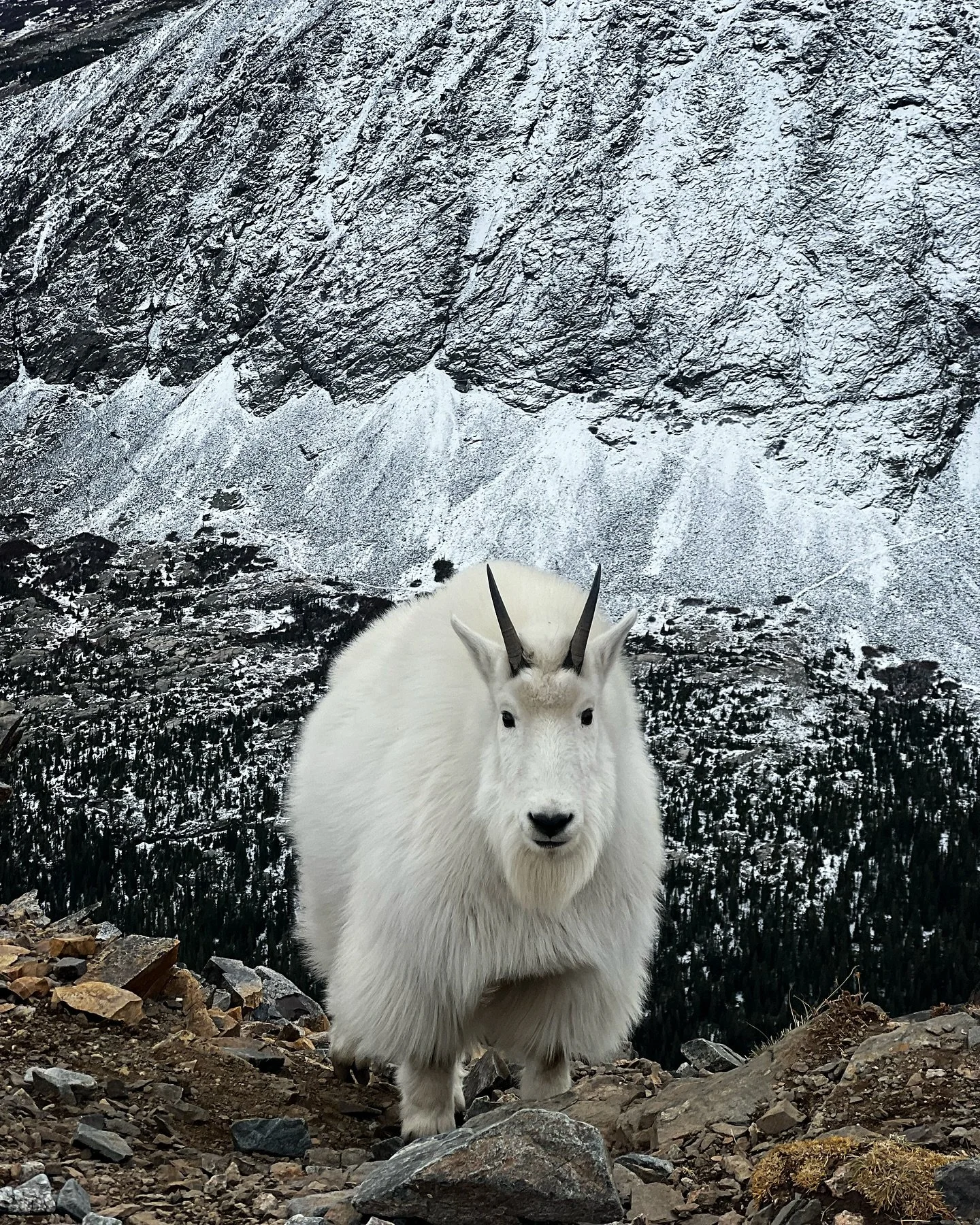 Another Quandary rip. 17th time up. No PR. Haven&rsquo;t seen goats in a few weeks, so I&rsquo;m just posting goat glamour shots. When I was back at the trailhead, Search and Rescue were preparing to pluck some dude off the West Ridge. I hope he had 