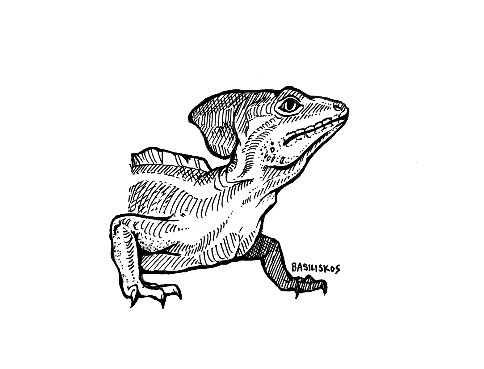 @Cheuchoo, Basiliscus vittatus