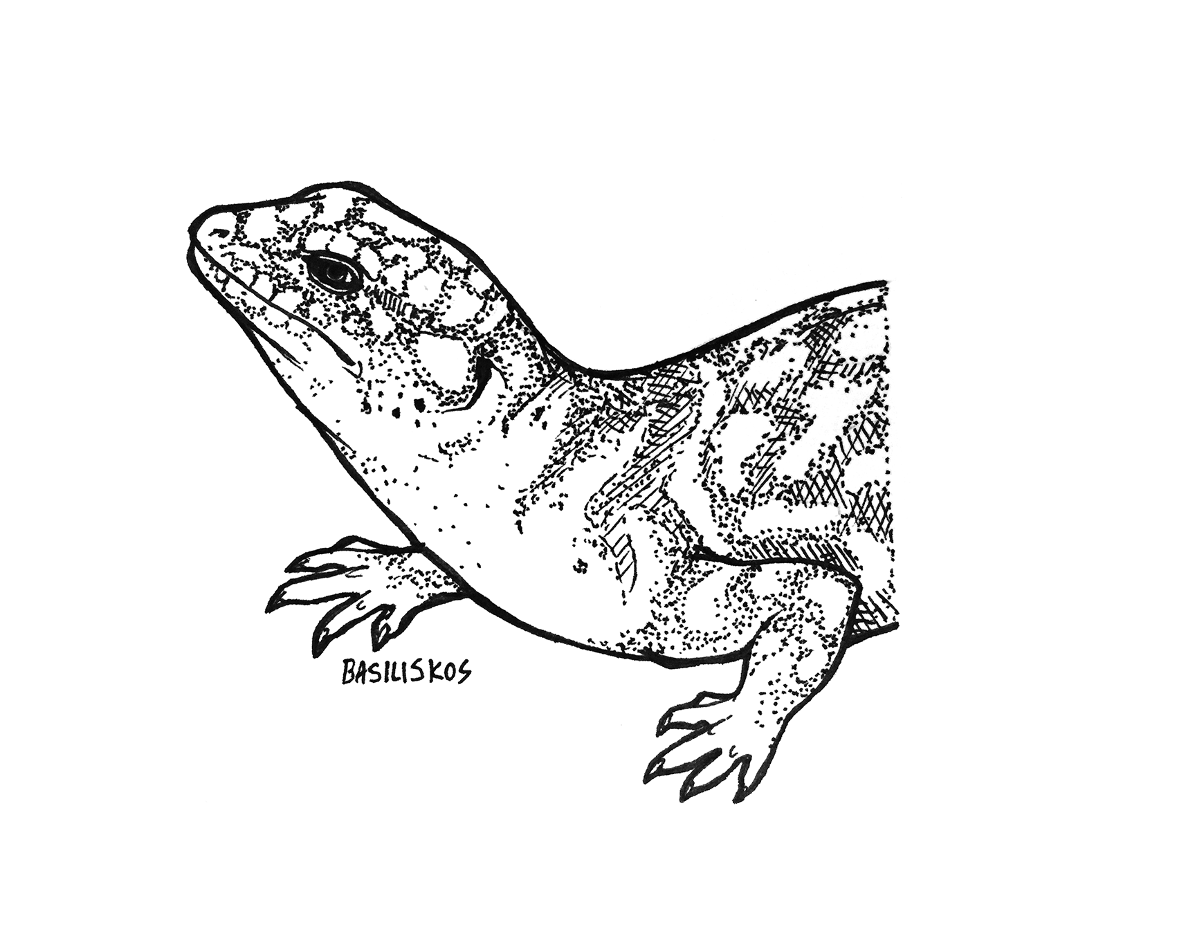 @jr4science, Egernia striolata