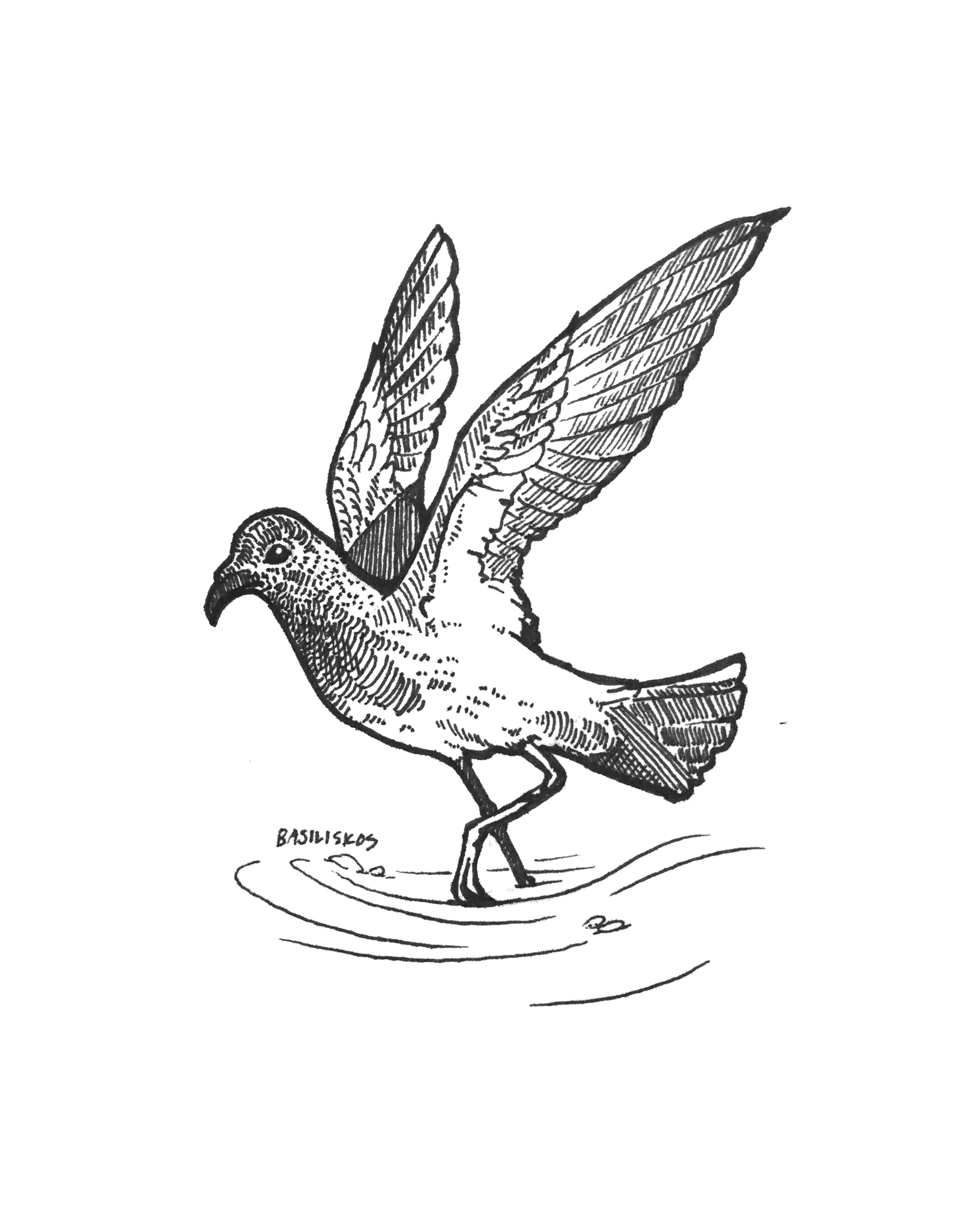 @PetrelStation, Fregetta maorianus