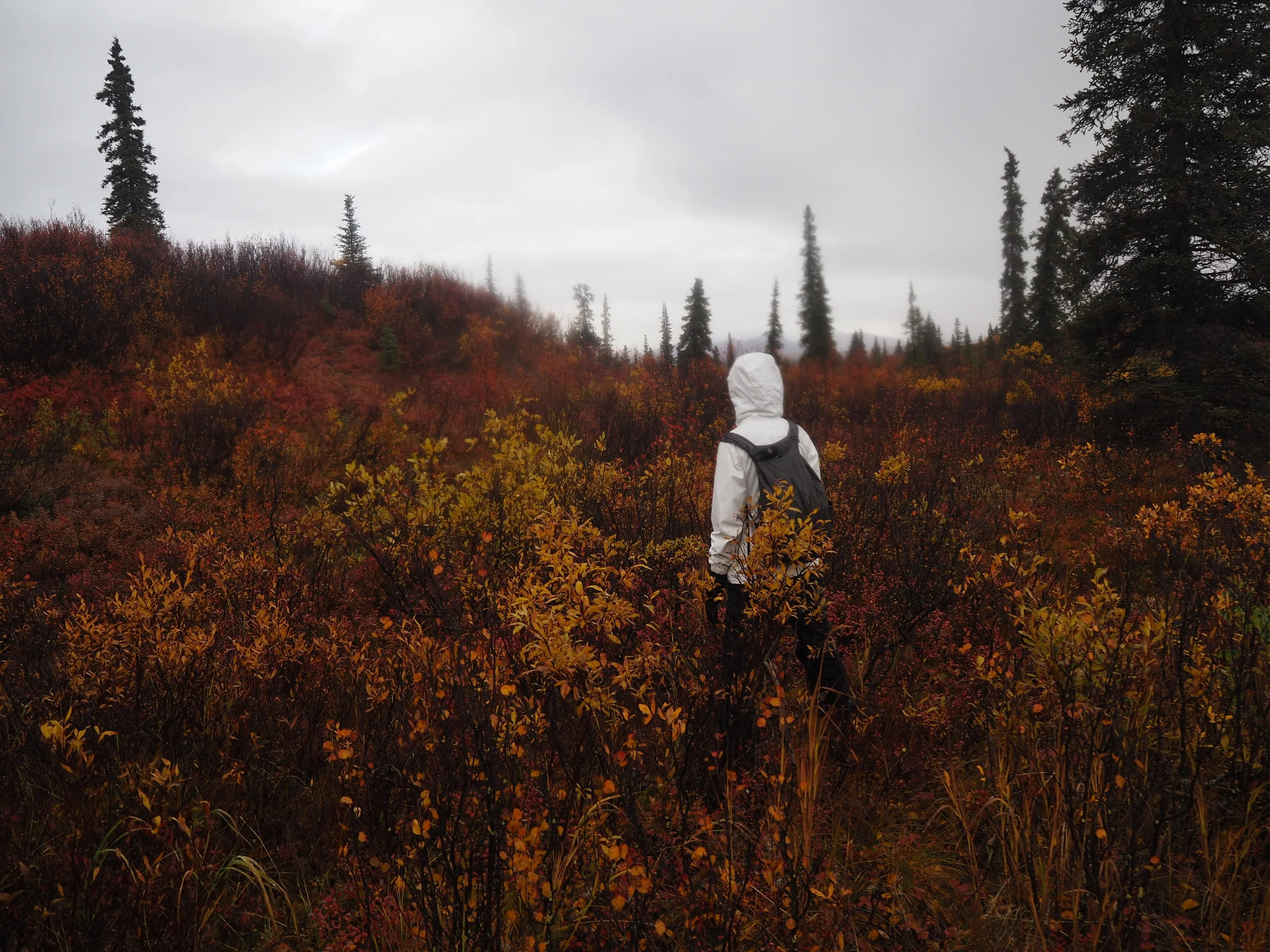 Hiking, Denali Hwy, Alaska 