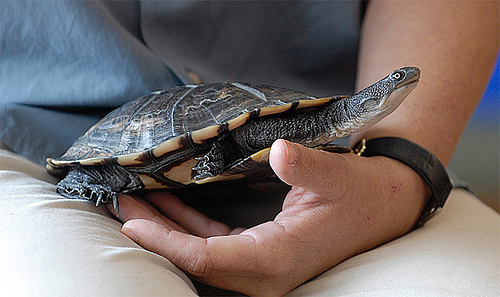 Why Turtles are More Fun and Easy to Pet — Australian Wildlife ...