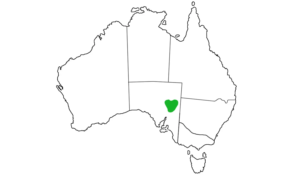 Ctenophorus-vadnappa-range.jpg