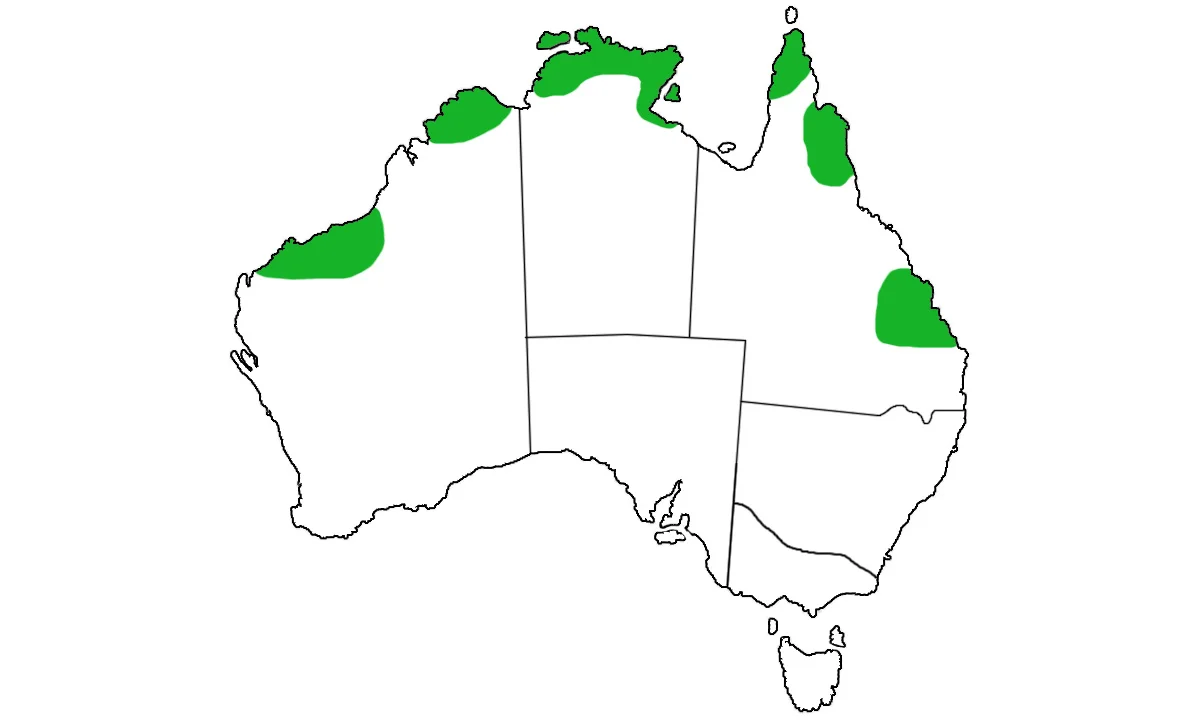 Dasyurus-hallucatus-range.jpg