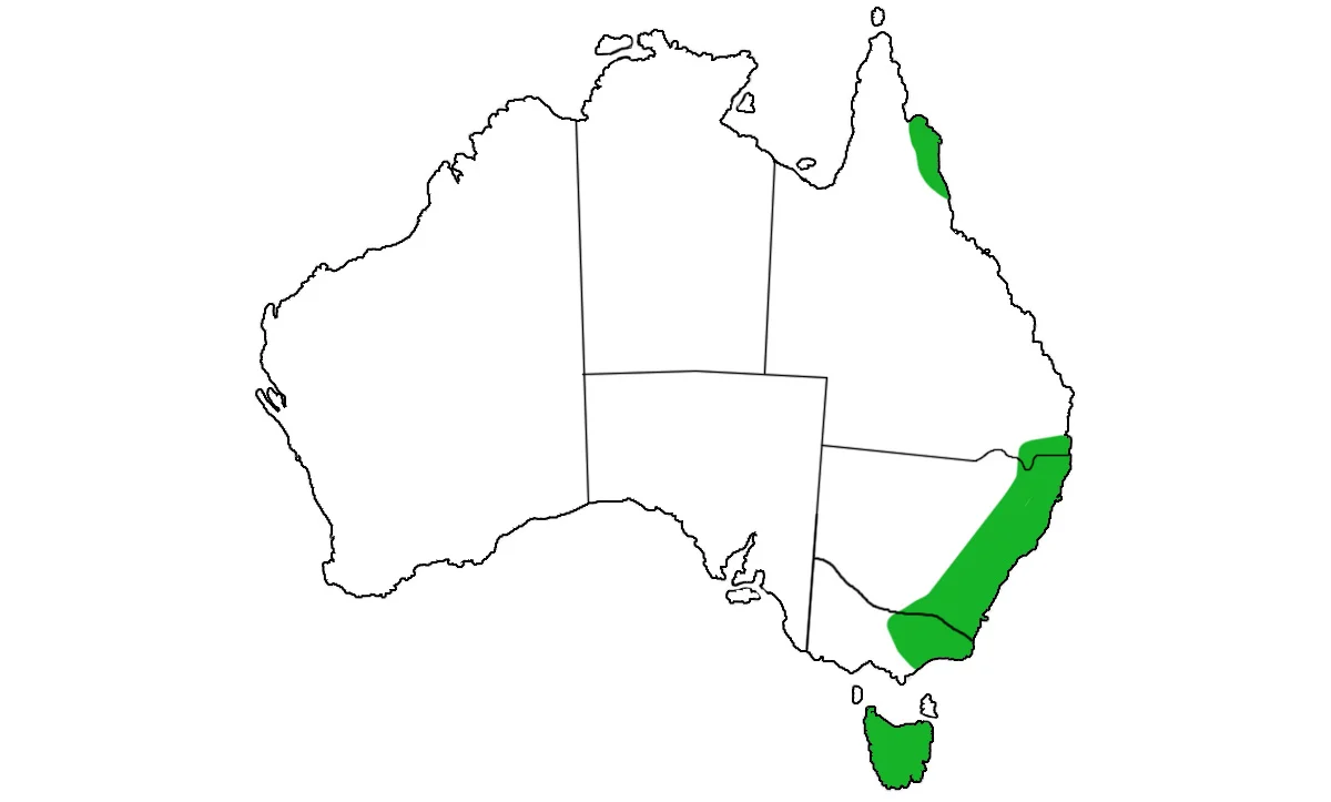 Dasyurus-maculatus-range.jpg