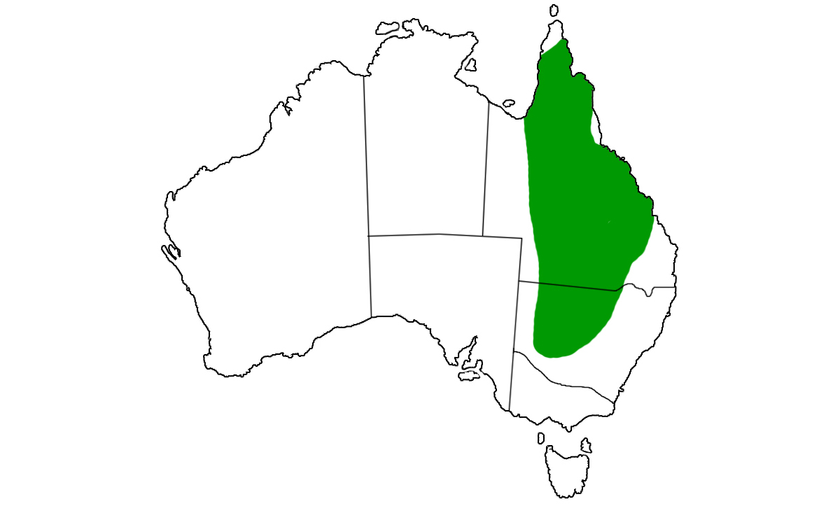 Diplodactylus-steindachneri-range.jpg