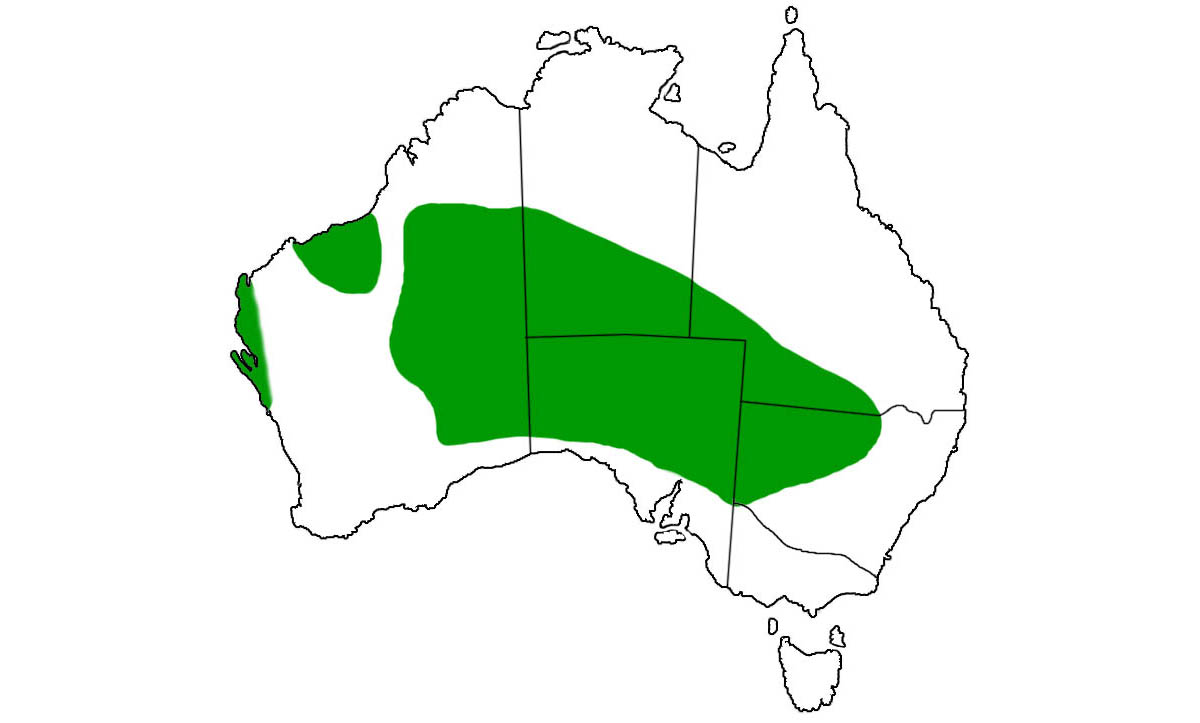 Nephrurus-levis-range.jpg