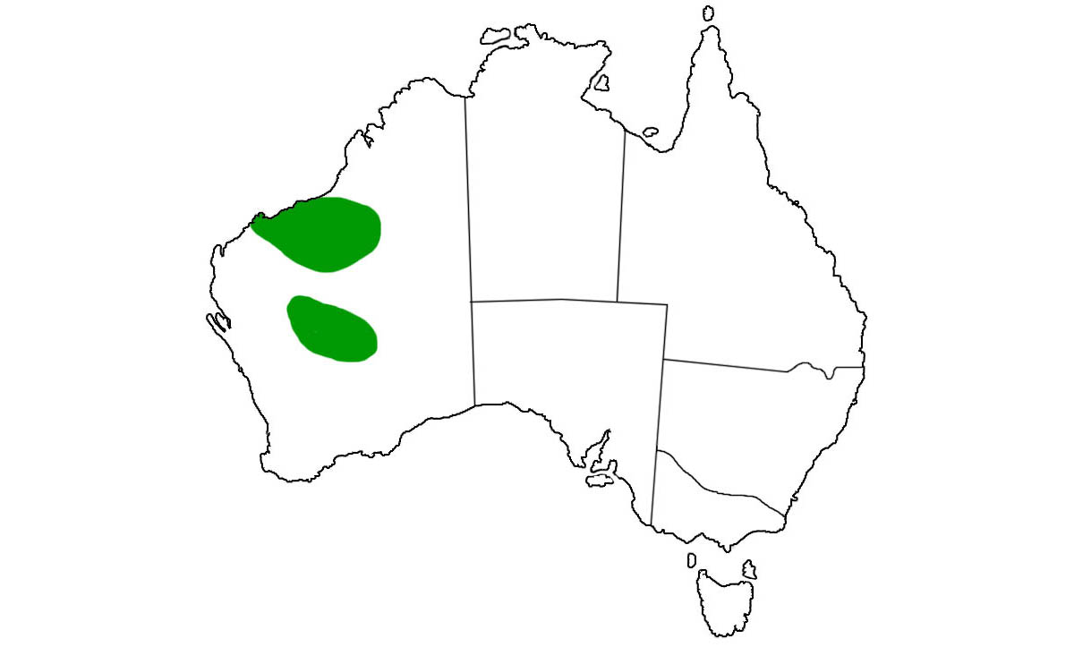 Nephrurus-wheeleri-range.jpg
