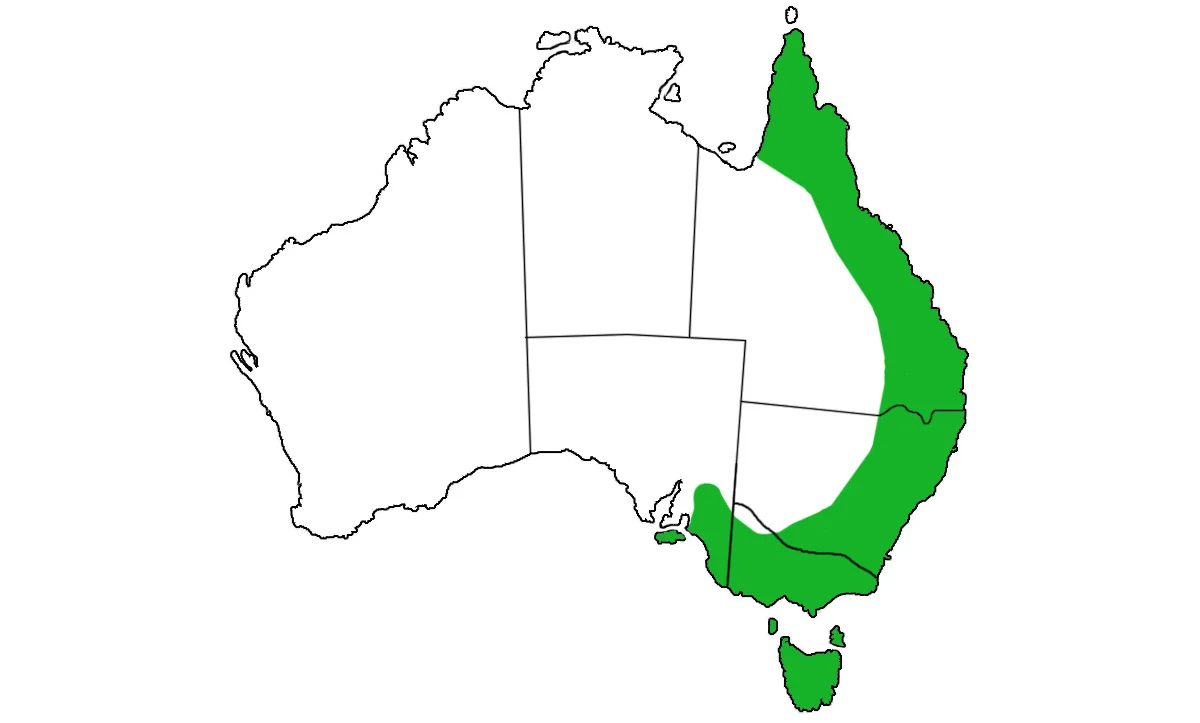 Pseudocheirus-peregrinus-range.jpg