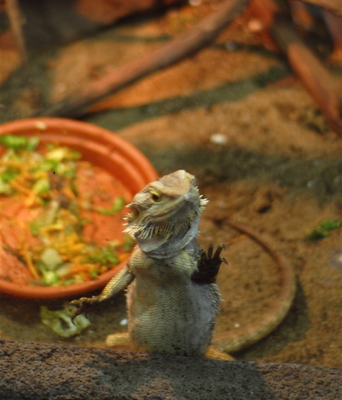 beardie-act.jpg
