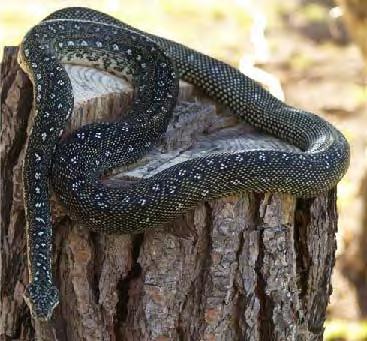 Adult-Male-Diamond-Python.jpg